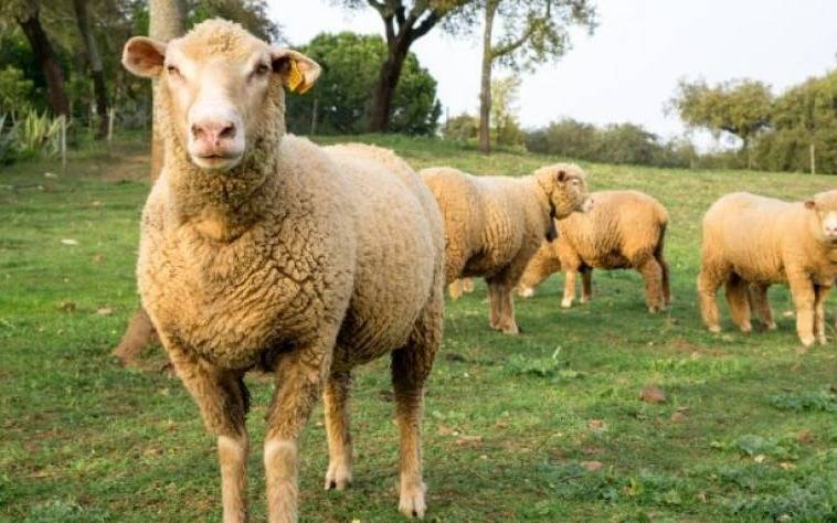 Desarrollan ovinos resistentes a parásitos con un protocolo creado en el INTA
