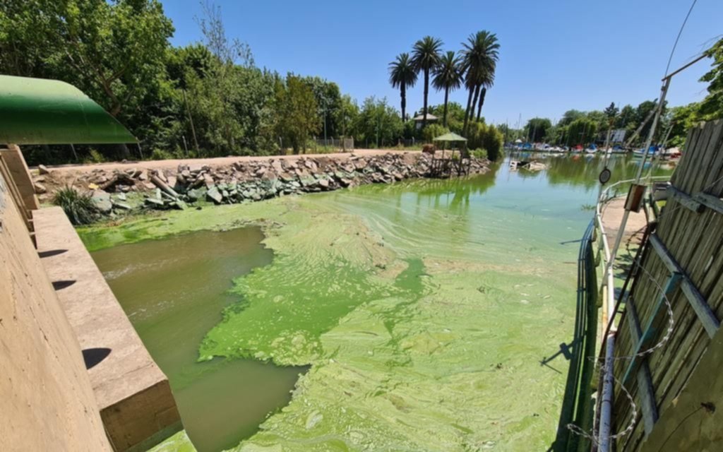 Elevaron a roja la alerta en Ensenada por las cianobacterias presentes en el Río de La Plata