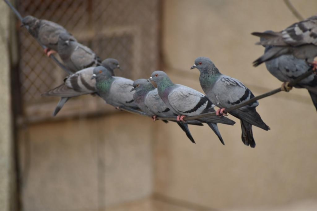 Ningunas tontas: las palomas comparten proceso mental con la inteligencia artificial