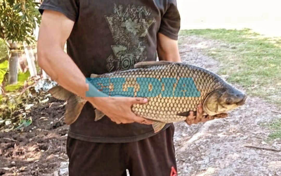 Increíble: pescaron una carpa enorme en Parque Saavedra