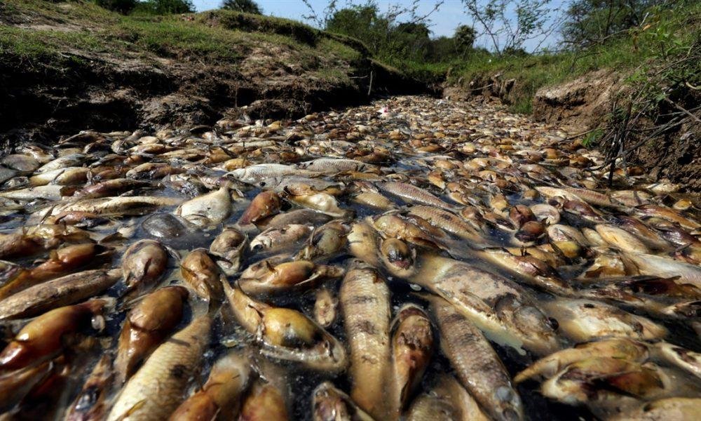 Agrotóxicos en Argentina: detectan los niveles más altos del mundo