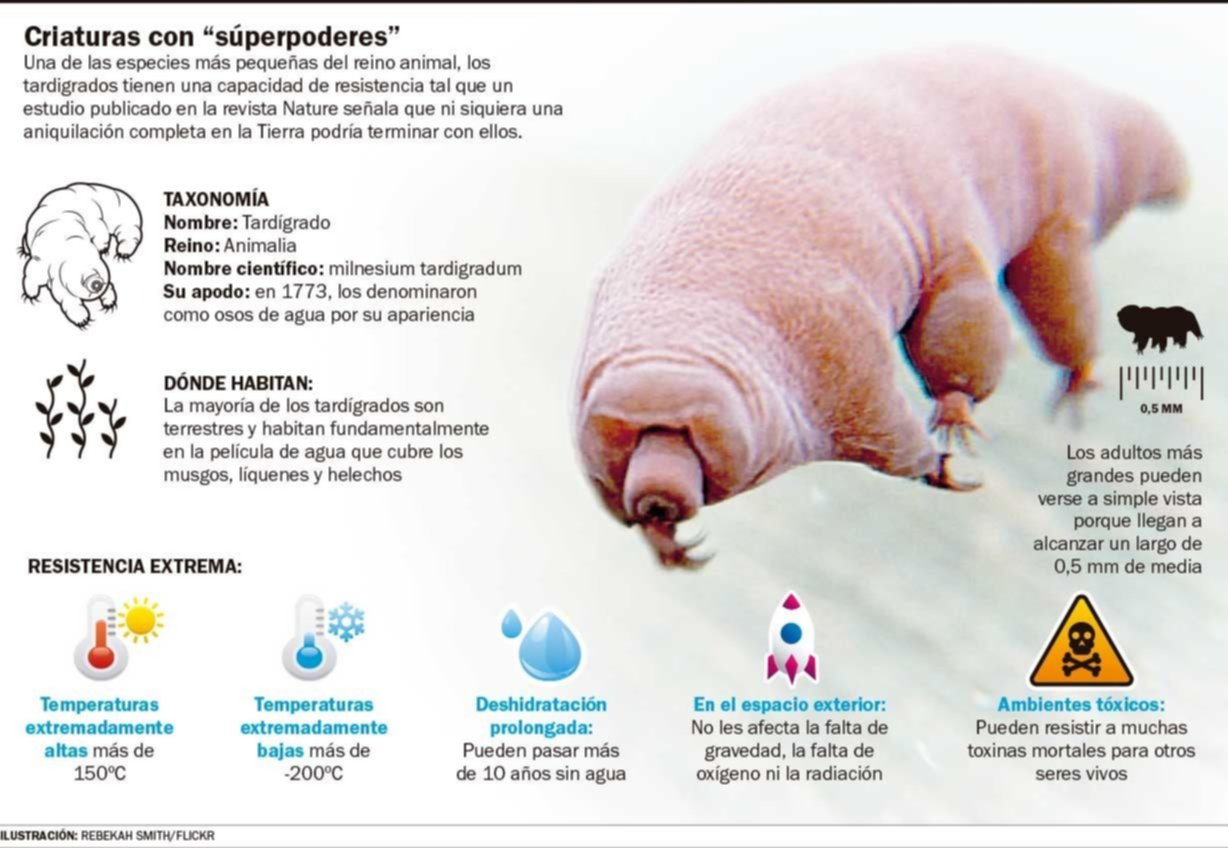 Los fabulosos tardígrados: un animalito que fascina a los científicos