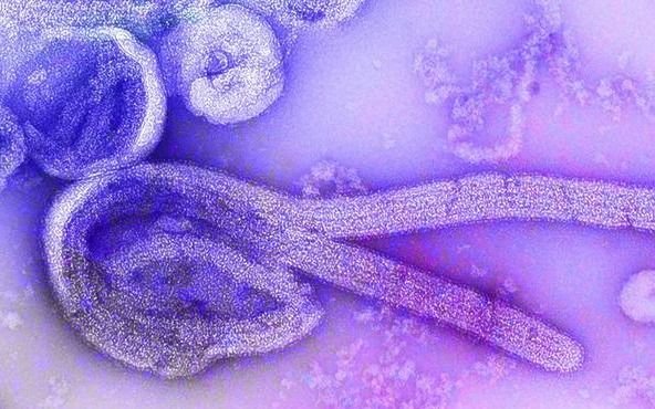Máxima alerta por un brote del virus de Marburgo: la OMS convocó a una reunión de emergencia