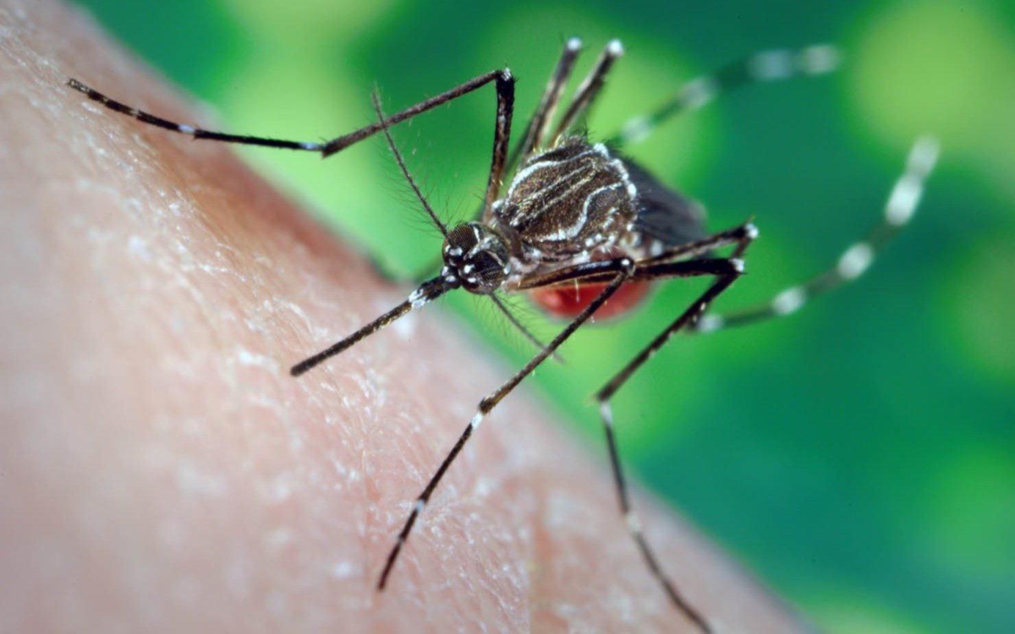 Fumigarán contra el dengue: cuándo y en qué barrios será