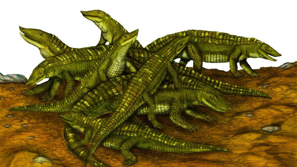 La guardería de reptiles bebés, un hallazgo con aporte platense