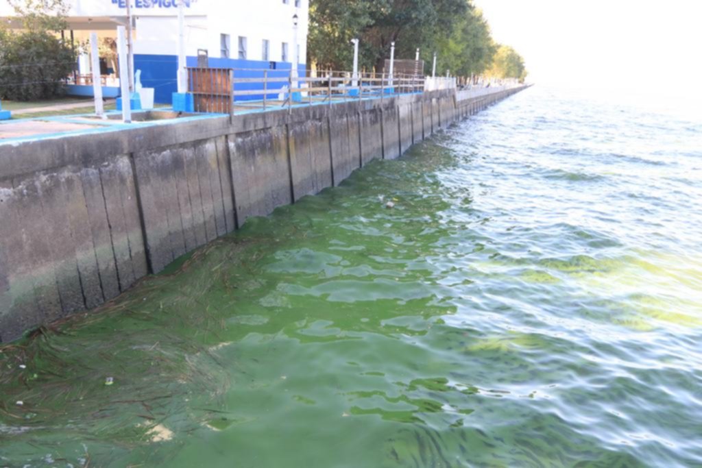 Las cianobacterias resisten en la ribera de Berisso y Ensenada