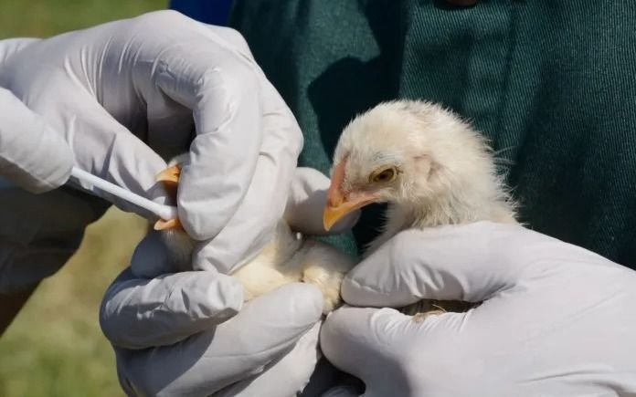 Alerta en Argentina por la Gripe Aviar: qué es, cómo se transmite y cuáles son los síntomas