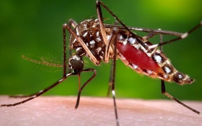 Atención: Provincia investiga un posible brote de fiebre chikungunya
