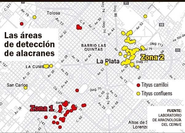El mapa de los escorpiones en La Plata: las especies que coexisten y recomendaciones