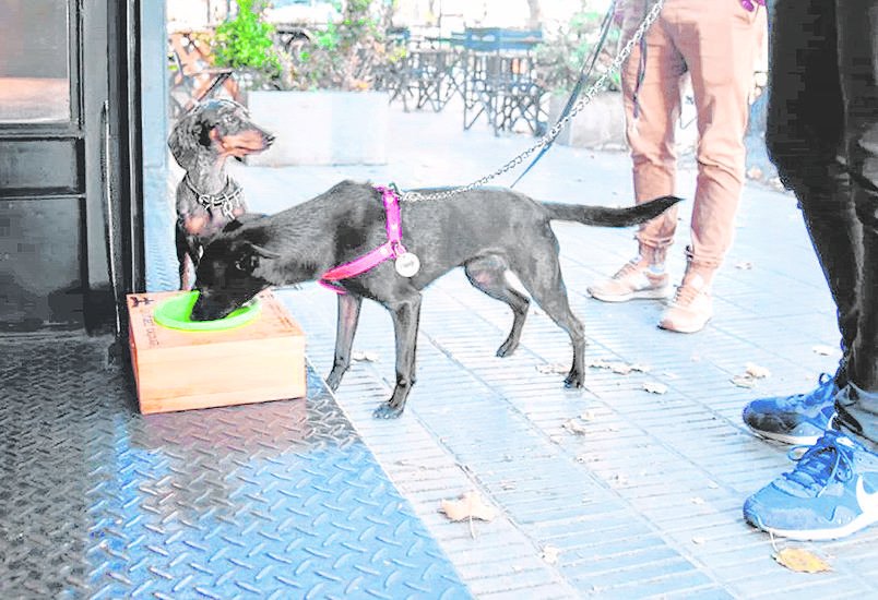 Ante el clásico tapiz de heces caninas, una vecina propone agarrar la bolsita
