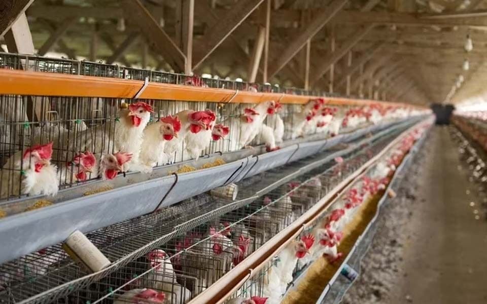 Detectan un segundo caso de influenza aviar en Argentina