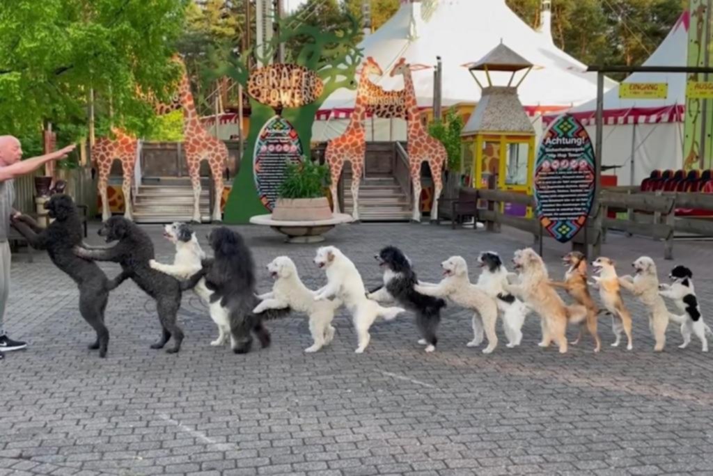 ¡La tienen re clara! El “trencito” de baile con 14 perros que bate todos los récords