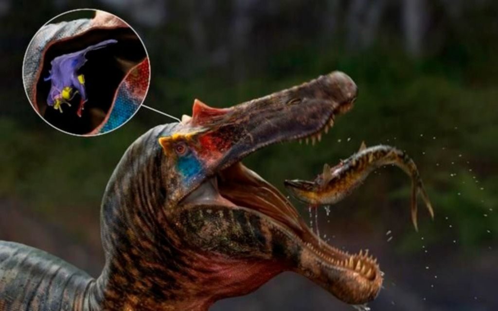 Revolución en paleontología: reconstruyen los cerebros de espinosaurios más antiguos
