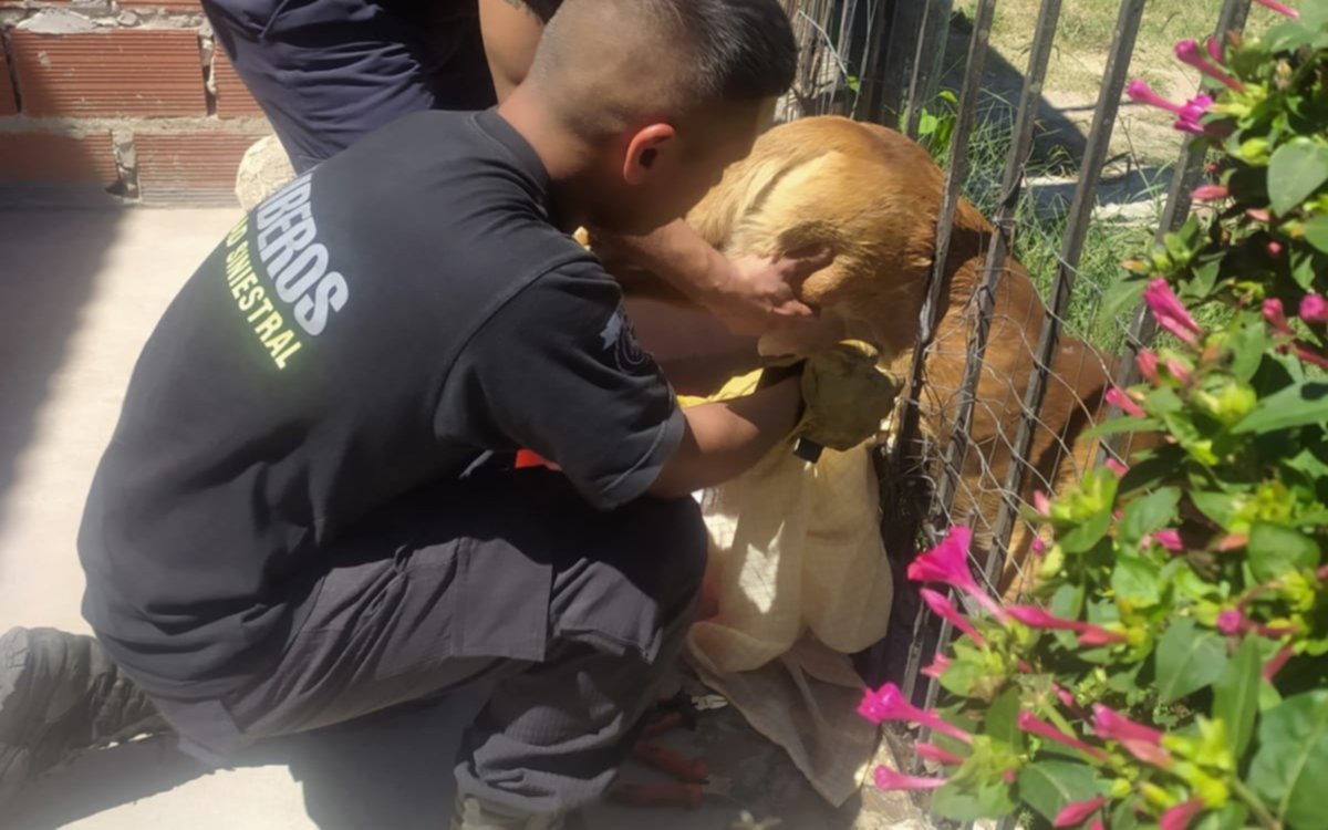 FOTOS. Un perrito quedó atrapado en una reja y los bomberos de Romero pudieron rescatarlo
