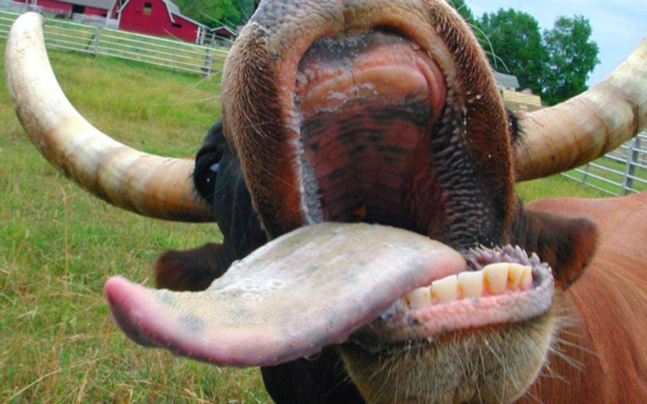 En Brasil analizan un posible caso de "vaca loca": impactos y repercusiones comerciales 