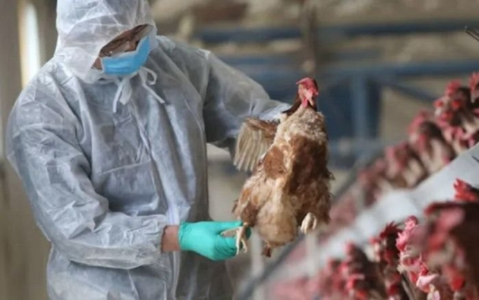 Por la gripe aviar, el Gobierno prohibió la comercialización de aves vivas
