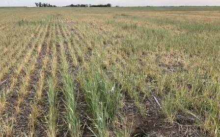 Otro distrito bonaerense fue declarado bajo Emergencia Agropecuaria por la gran sequía