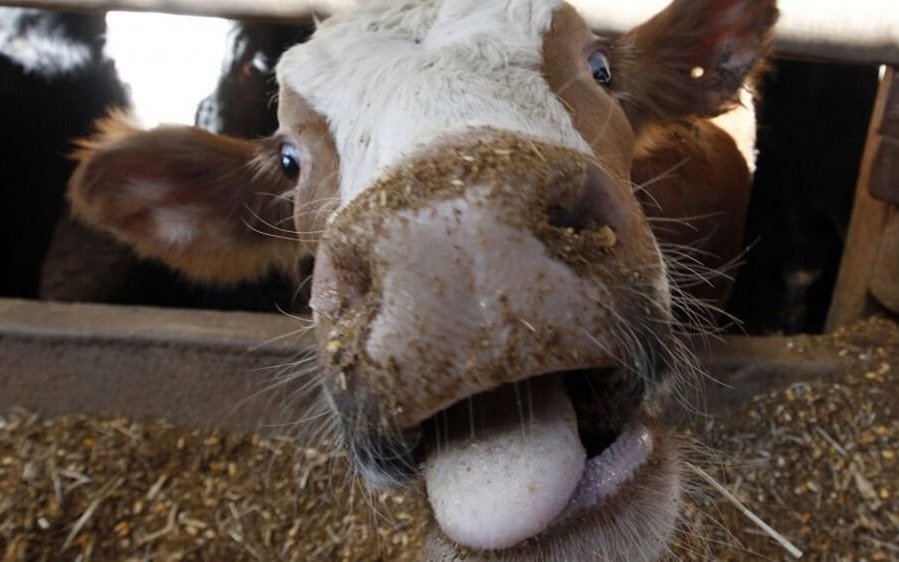 Alerta en Brasil por el caso de "vaca loca" y suspenden las exportaciones a China 