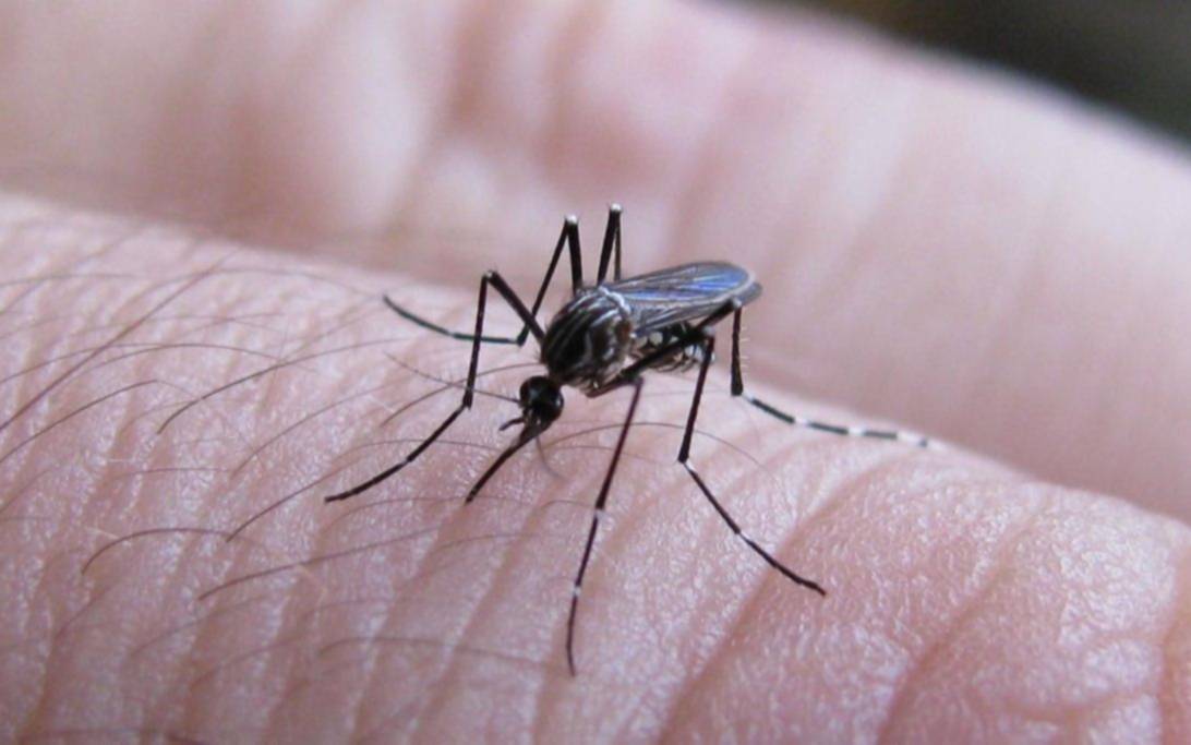 Fuerte suba de casos de dengue y chikungunya en la última semana