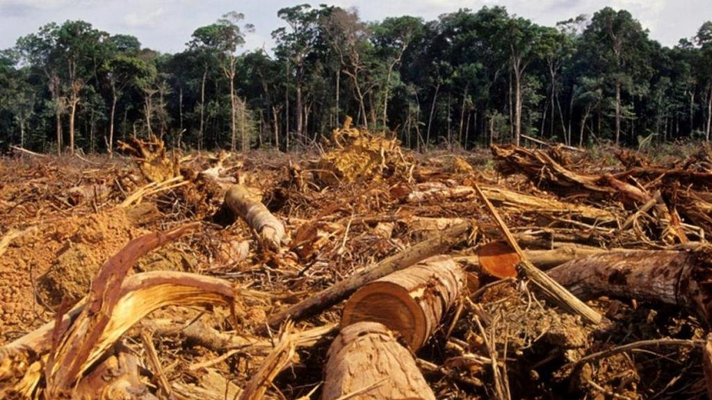 La deforestación sigue marcando récords en la Amazonía