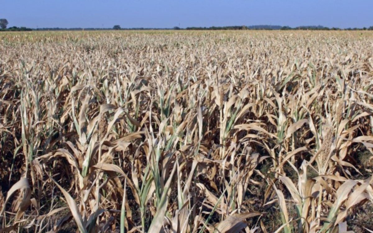 Los créditos especiales para productores afectados por la sequía ya superaron los $5.000 millones