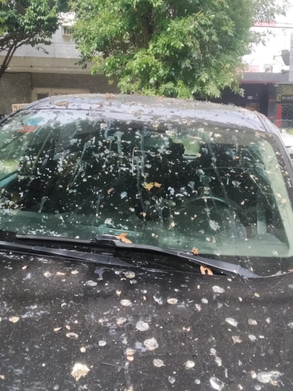 Los estorninos ahora invadieron Ensenada