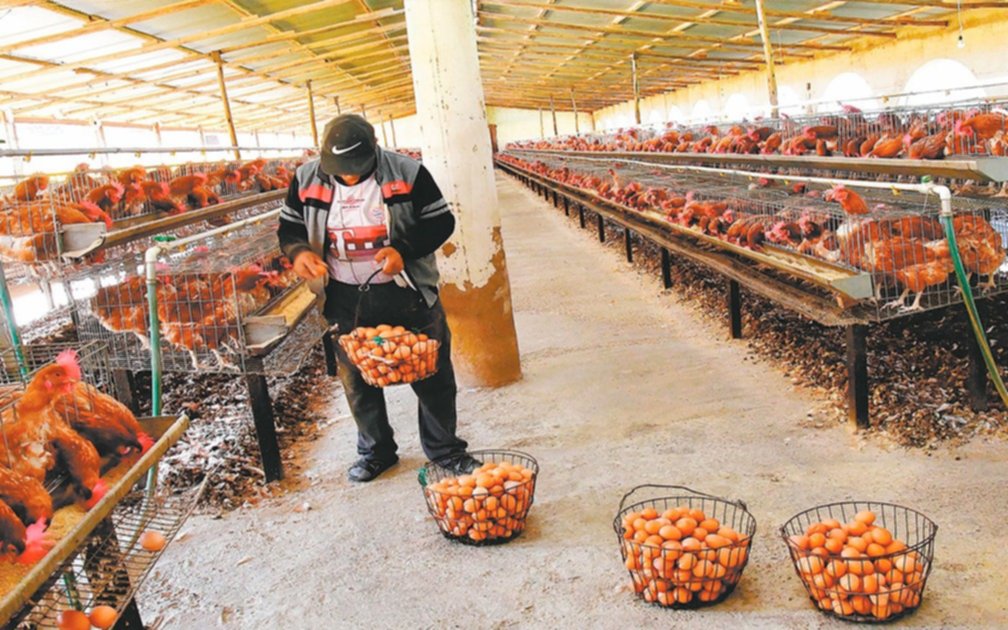 El Gobierno decidió suspender las exportaciones de pollo y huevo por la gripe aviar