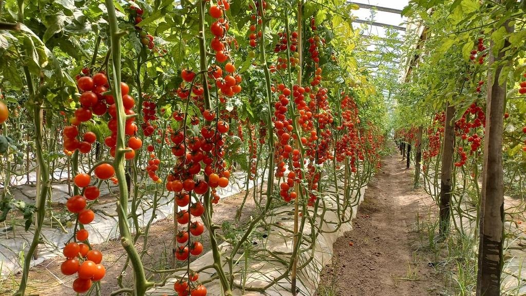 Cultivos en riesgo por el calor: los productores locales están en alerta