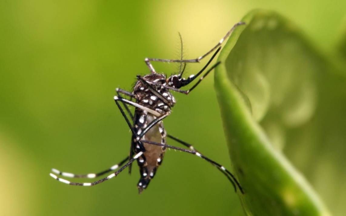 Detectan caso de Dengue autóctono en Quilmes
