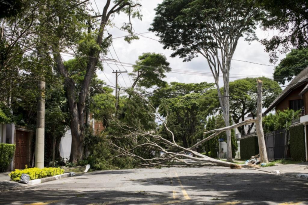 Dos terceras partes de los árboles en el este de Sudamérica, en riesgo de extinción