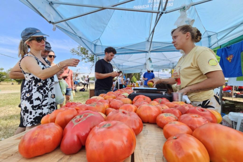 Con nuevas variedades, el tomate platense va agrandando la “familia”