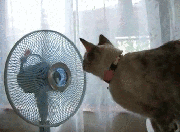 El calor sofocante, da un respiro: así seguirá el clima en La Plata este domingo