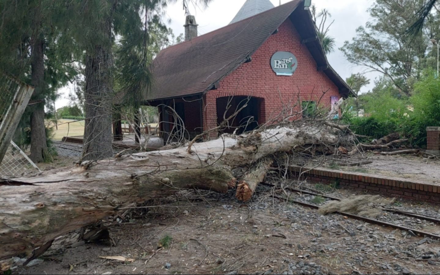  Fuertes ráfagas provocaron la caída de varios árboles en La Plata