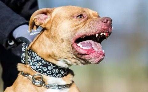 Feroz ataque de dos pitbull a un joven en La Plata: entraba a una casa y lo mordieron 50 veces