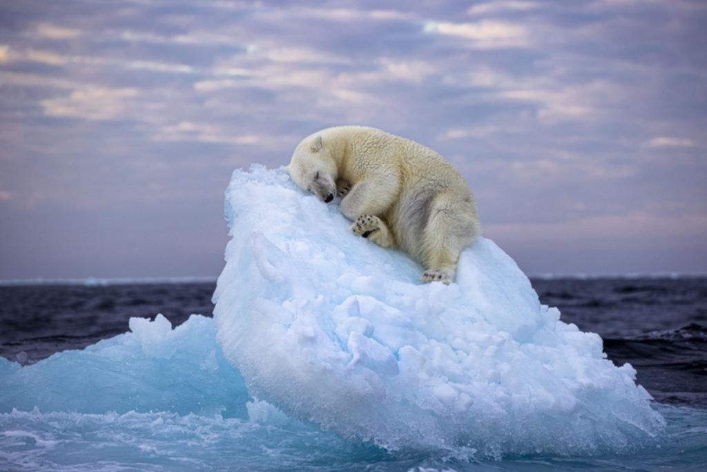 Cama de hielo: la tierna foto de un oso polar que fue premiada
