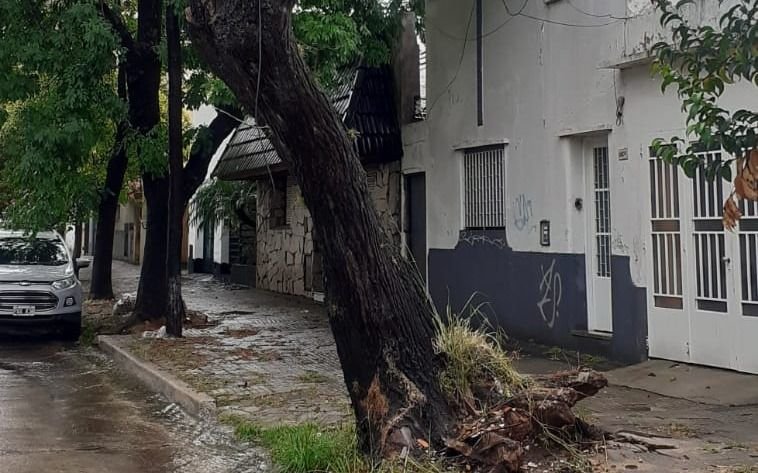 Un árbol "a punto de caerse" preocupa a los vecinos de un barrio de La Plata
