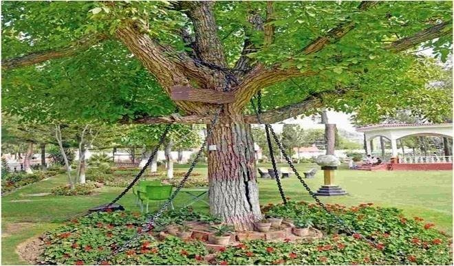 Un árbol “bajo arresto” durante más de un siglo