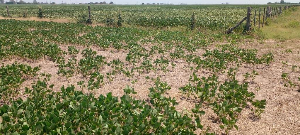 La ola de calor estropeó 100.000 hectáreas de soja en la zona núcleo