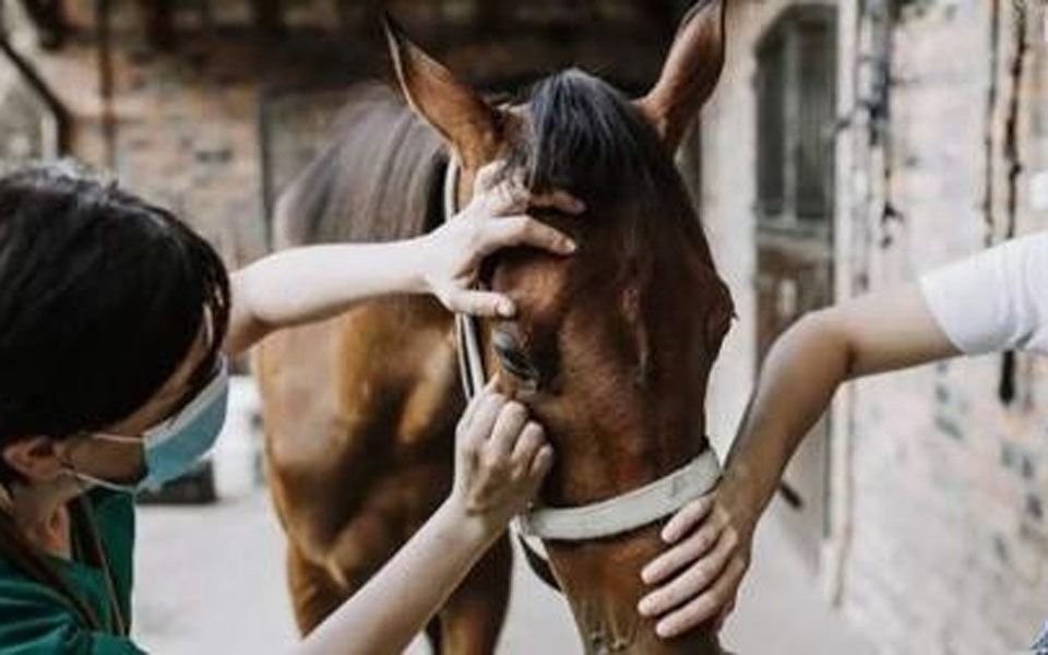 Encefalitis Equina en humanos: hay casos confirmados en 30 municipios bonaerenses