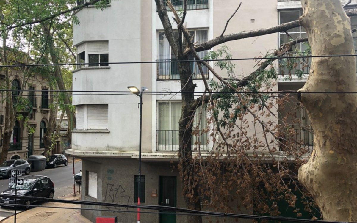 Vecinos preocupados por una importante rama partida en 2 y 54