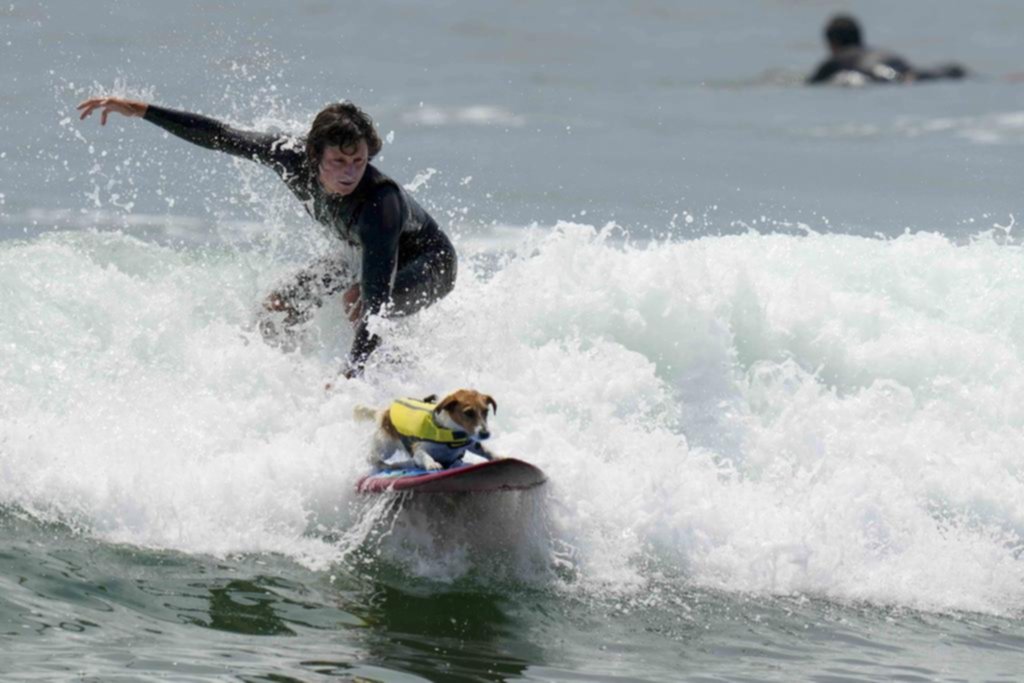 Efruz, el perro surfeador estrella en la playa de Lima