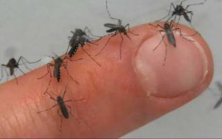 Invasión de mosquitos en la Región: "No es el transmisor del dengue, este es un insecto de inundación"