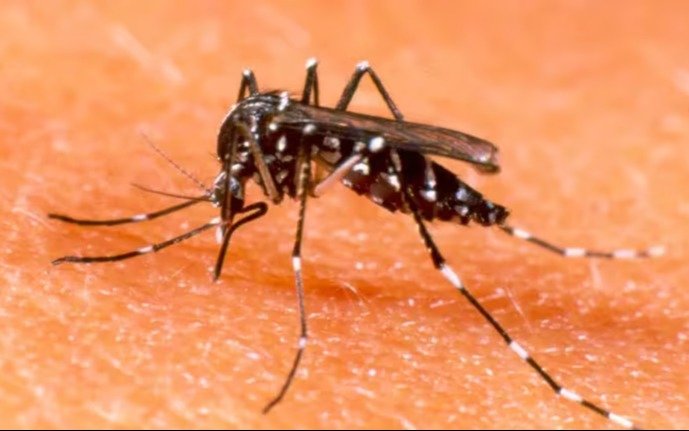 Confirmaron brotes de dengue en 17 municipios bonaerenses y la muerte de un hombre a causa de la enfermedad