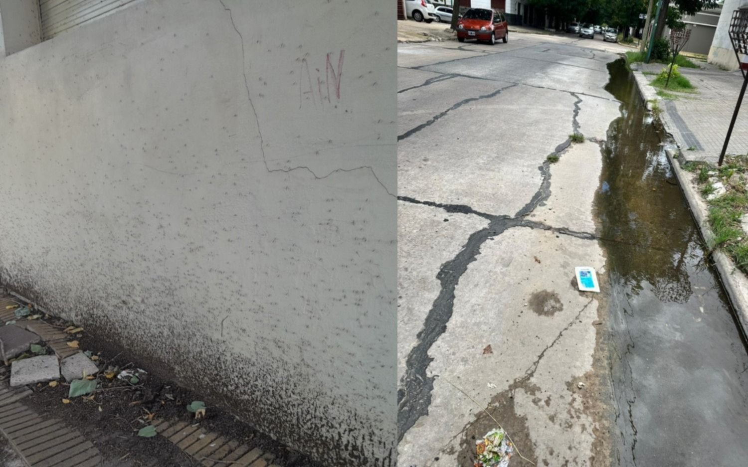 Combo letal: pérdidas de agua e invasión de mosquitos en La Plata