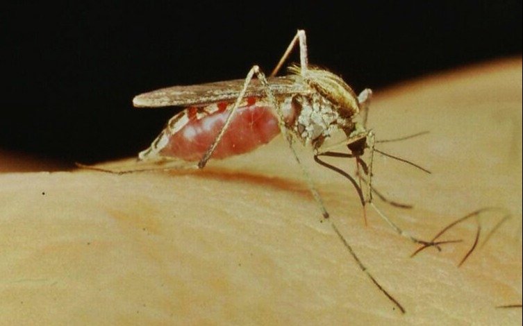 Invasión de mosquitos en La Plata: machos "vegetarianos" y hembras "chupa sangre"