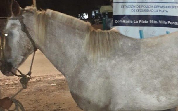 Robó un caballo en Guernica y lo puso a la venta en La Plata a través de Marketplace