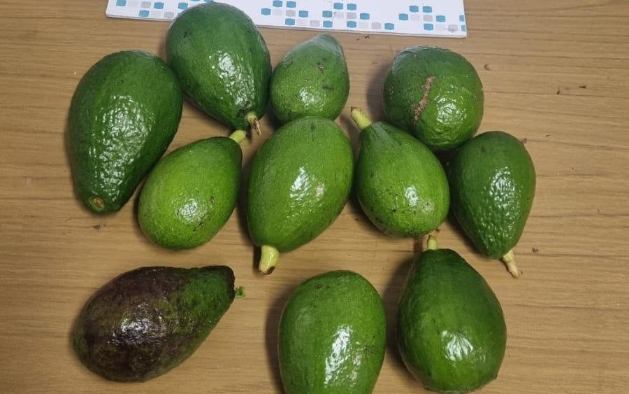 Dos demorados por el robo de 11 paltas
