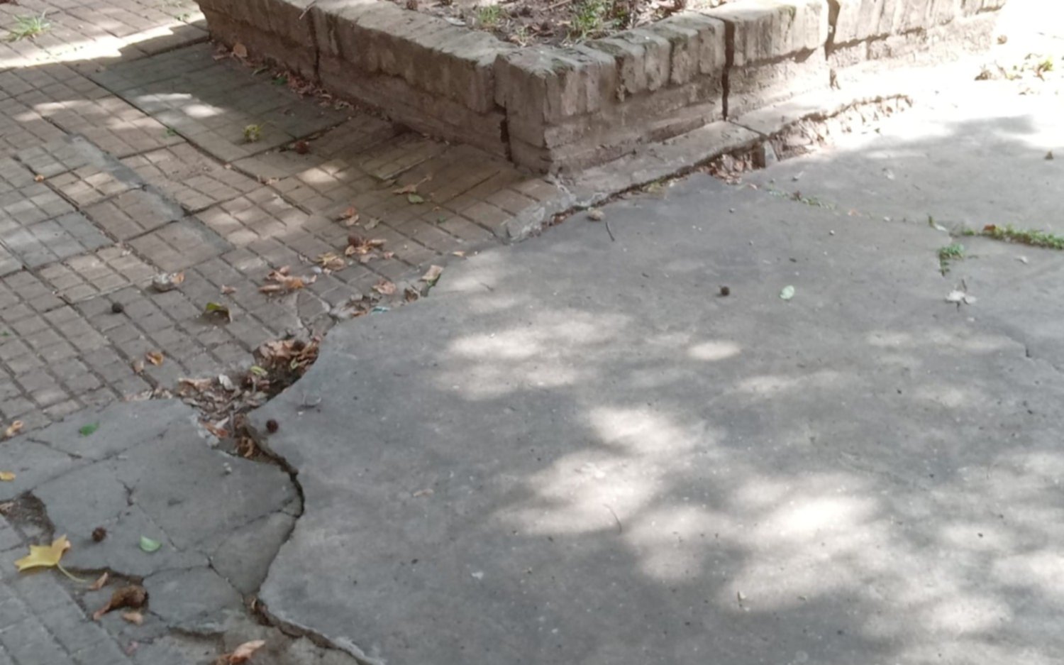 Reclamo por un árbol "rompe veredas"  en 2 entre 67 y 68