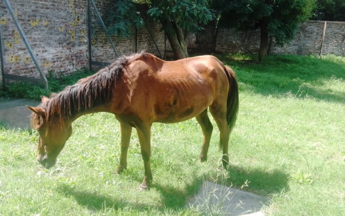 Carrero demorado en La Plata por maltrato animal