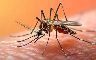 Dengue: "Se declara el brote para acelerar los procesos de diagnóstico"